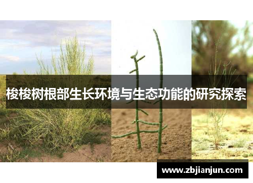 梭梭树根部生长环境与生态功能的研究探索